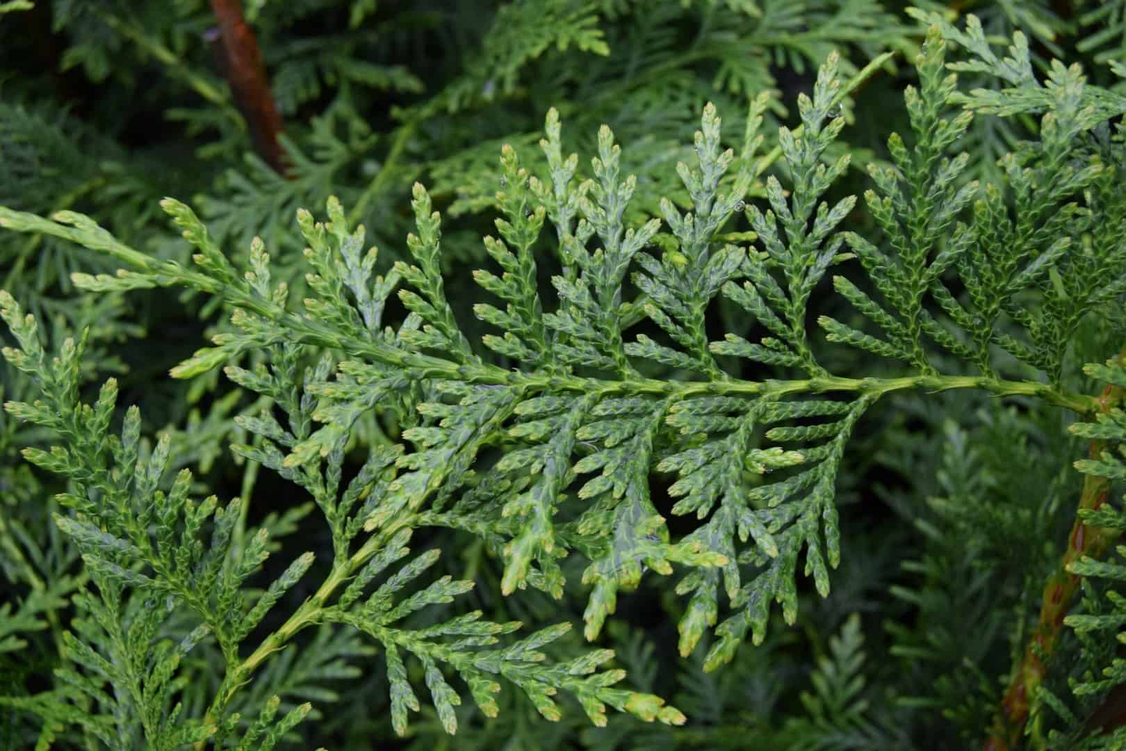 Thuja plicata 'Atrovirens'